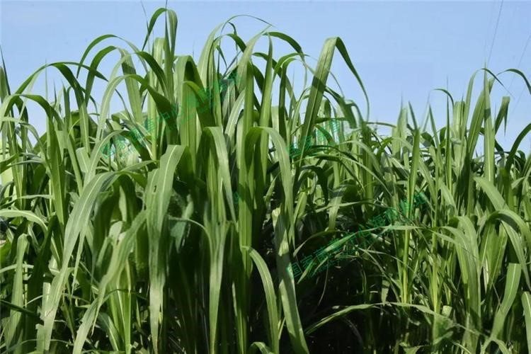 以草代木、天然抗菌、可自然降解，新鄉(xiāng)化纖開創(chuàng)新的&ldquo;傳奇&rdquo;&mdash;&mdash;菌草纖維 