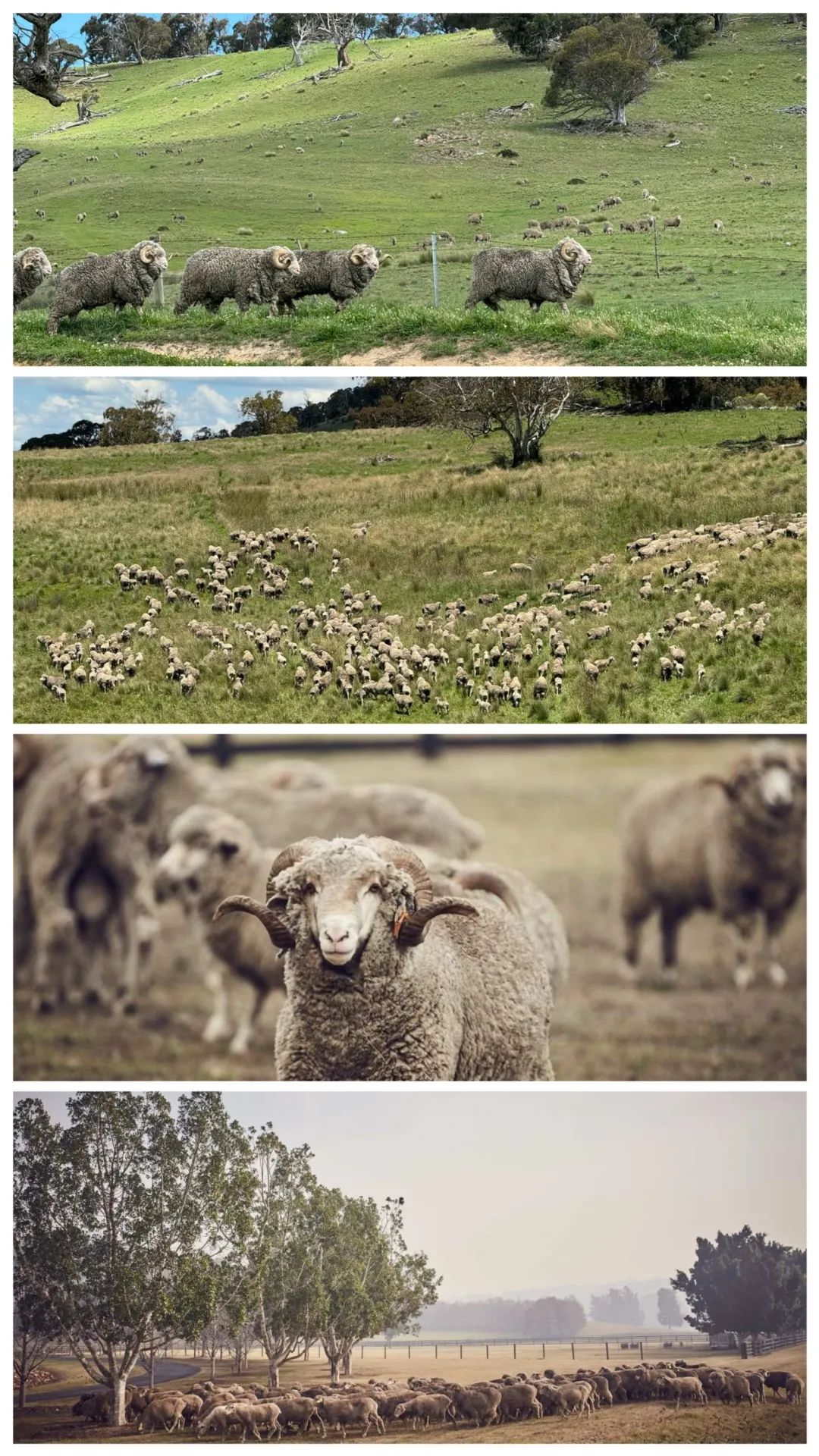 第93屆國際毛紡織大會于阿德萊德圓滿舉辦